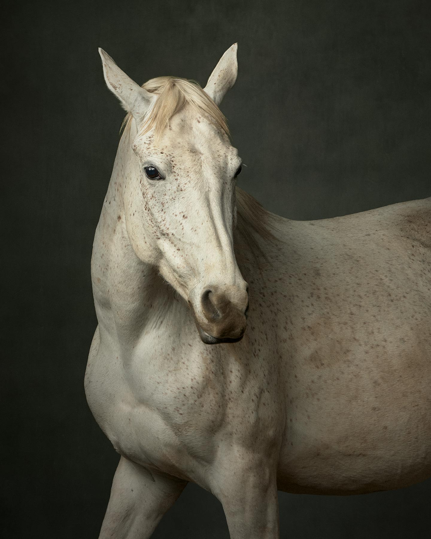 Portrait d'animaux cheval chien en studio à la Réunion au Tampon